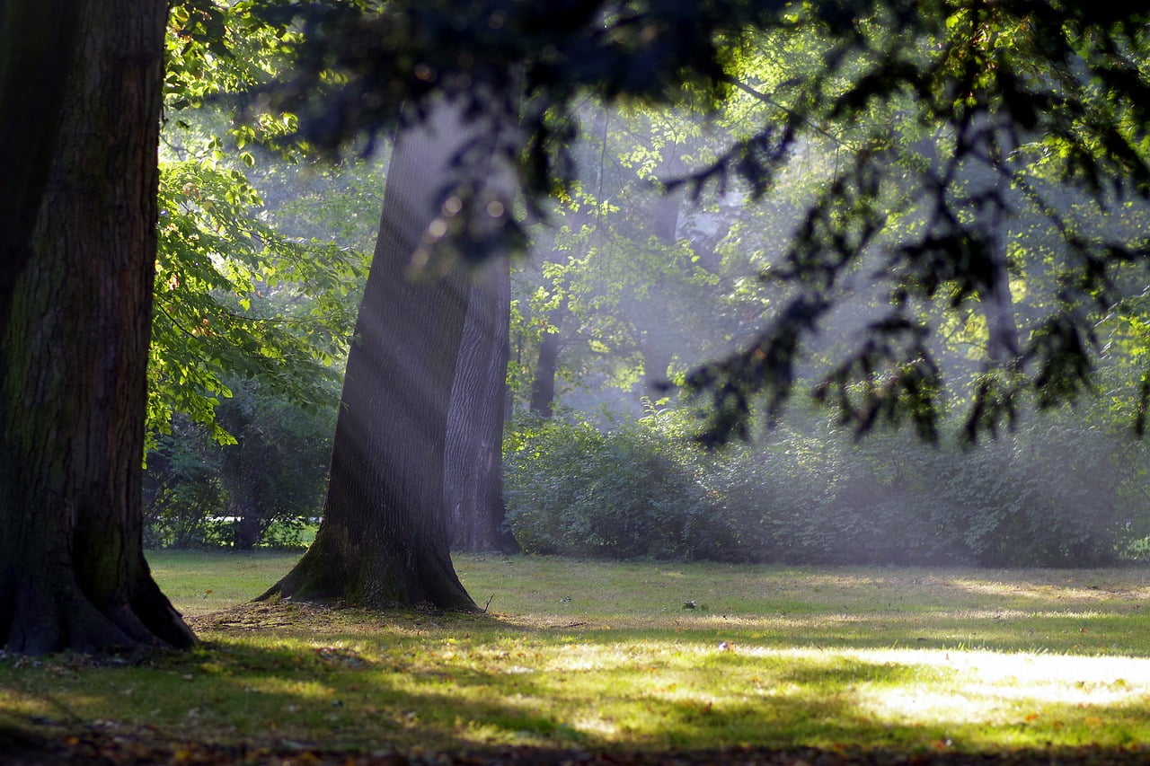 Morning park picture